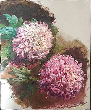 chrysanthèmes