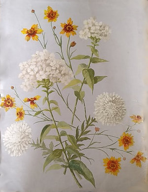 fleurs éparses