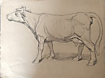 Etude de vache